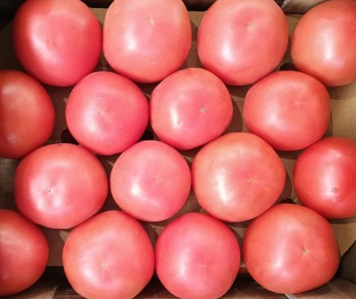 Foto Pomodoro Da Riso Origine Turchia Marchio Lenas Fruit 2